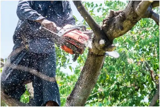 tree services South Uniontown